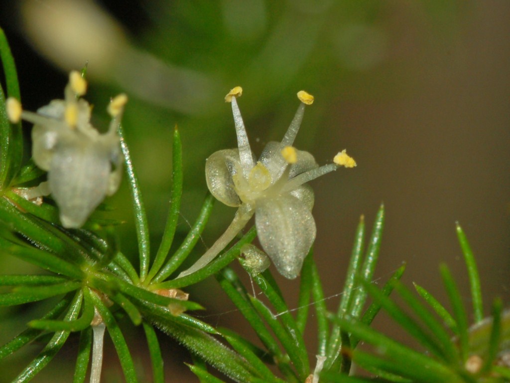 Una piantina con foglioline pungenti - Asparagus acutifolius